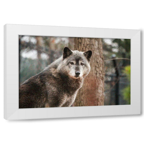 Gray Wolf White Modern Wood Framed Art Print by Steff, Brittany