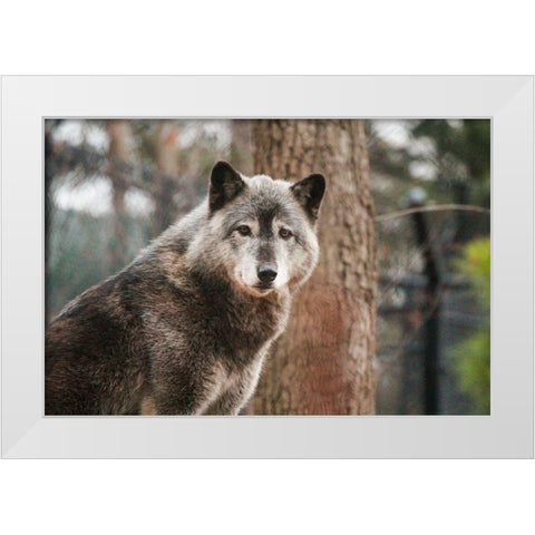 Gray Wolf White Modern Wood Framed Art Print by Steff, Brittany