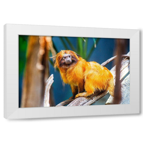 Golden Lion Tamarin White Modern Wood Framed Art Print by Brown, Skip