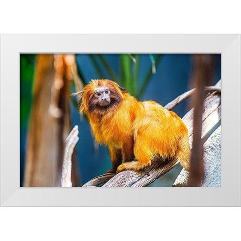 Golden Lion Tamarin White Modern Wood Framed Art Print by Brown, Skip