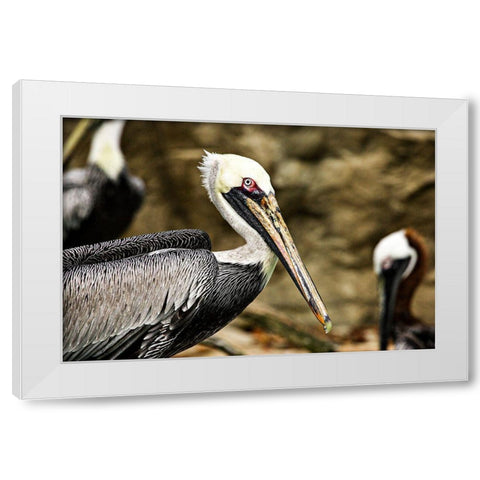 Brown Pelican White Modern Wood Framed Art Print by Smithsonian Institution