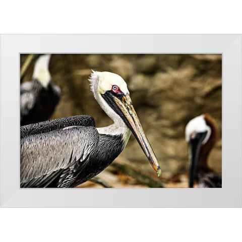 Brown Pelican White Modern Wood Framed Art Print by Smithsonian Institution