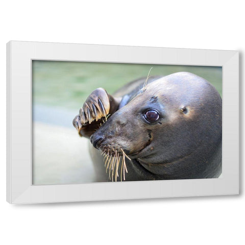 Gray Seal White Modern Wood Framed Art Print by Mallon, Connor