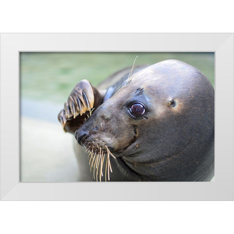 Gray Seal White Modern Wood Framed Art Print by Mallon, Connor