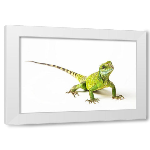 Asian Water Dragon White Modern Wood Framed Art Print by Brown, Skip