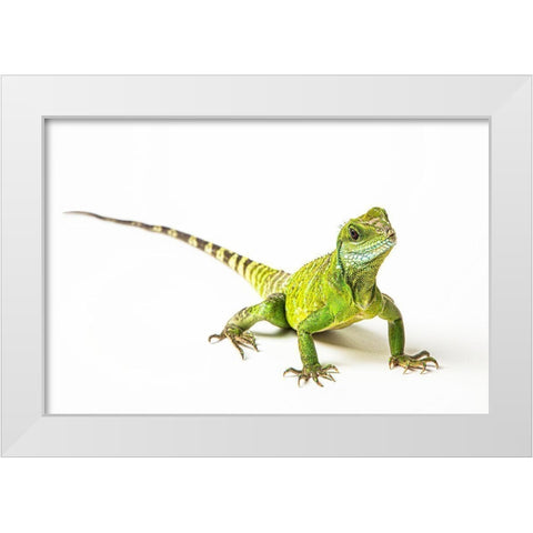Asian Water Dragon White Modern Wood Framed Art Print by Brown, Skip
