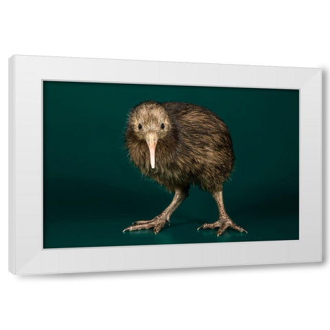 Brown Kiwi White Modern Wood Framed Art Print by Smithsonian Institution