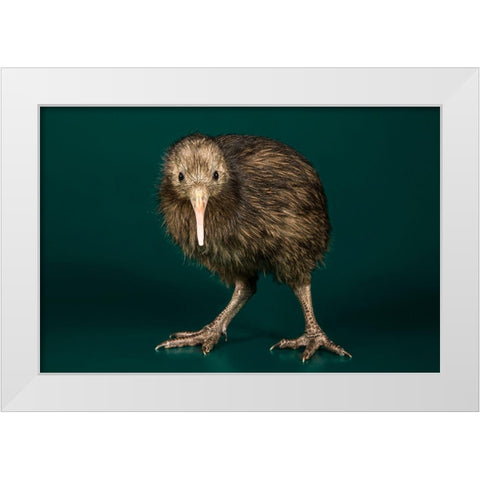 Brown Kiwi White Modern Wood Framed Art Print by Smithsonian Institution