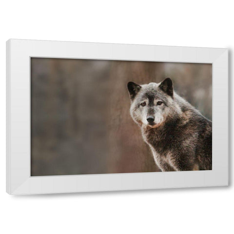 Gray Wolf White Modern Wood Framed Art Print by Steff, Brittany