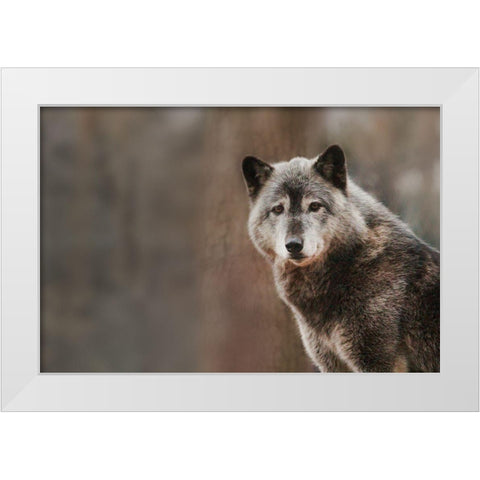 Gray Wolf White Modern Wood Framed Art Print by Steff, Brittany