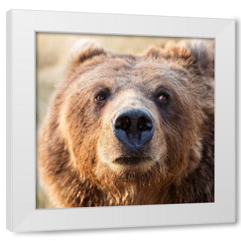 Big Brown Bear White Modern Wood Framed Art Print by Highsmith, Carol