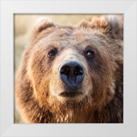 Big Brown Bear White Modern Wood Framed Art Print by Highsmith, Carol