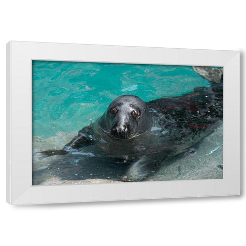Gray Seal White Modern Wood Framed Art Print by Wood, Abby