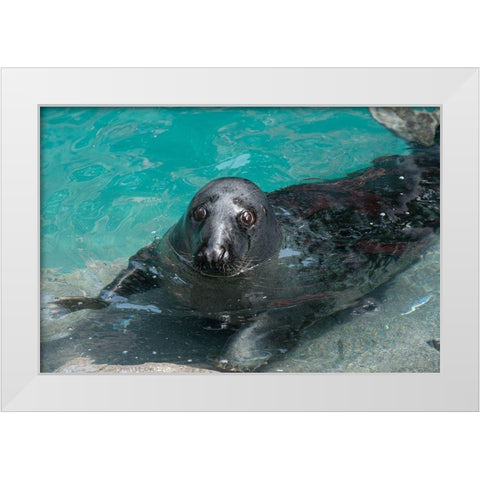 Gray Seal White Modern Wood Framed Art Print by Wood, Abby