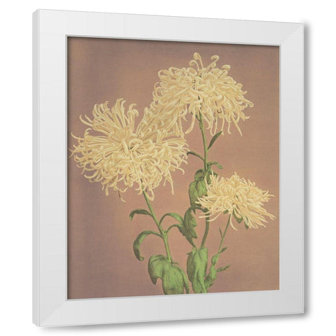 Three Yellow Chrysanthemums White Modern Wood Framed Art Print by Kazumasa, Ogawa