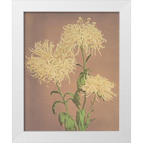 Three Yellow Chrysanthemums White Modern Wood Framed Art Print by Kazumasa, Ogawa