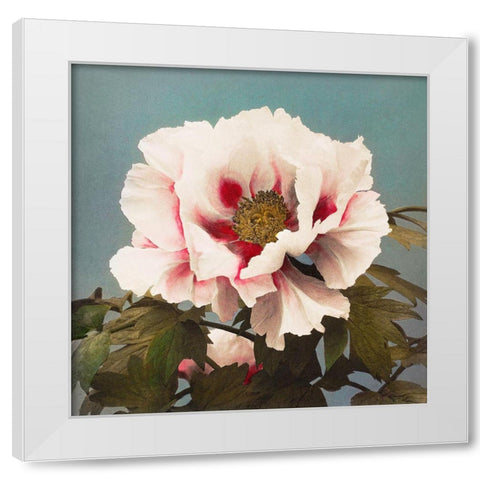 Tree Peony II White Modern Wood Framed Art Print by Kazumasa, Ogawa