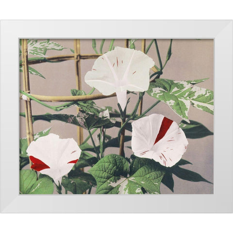 Striped Birdweed Flowers White Modern Wood Framed Art Print by Kazumasa, Ogawa