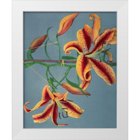 Lily III White Modern Wood Framed Art Print by Kazumasa, Ogawa