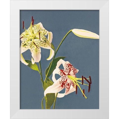Lilies collotype from Japan White Modern Wood Framed Art Print by Kazumasa, Ogawa