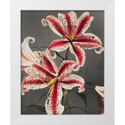 Lily IV White Modern Wood Framed Art Print by Kazumasa, Ogawa