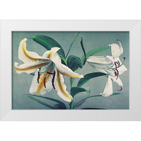 Lily V White Modern Wood Framed Art Print by Kazumasa, Ogawa