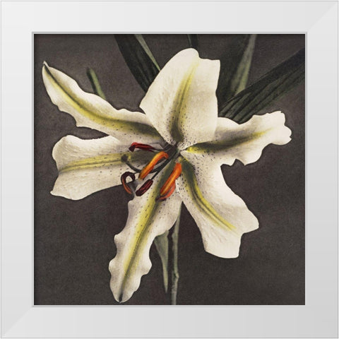 Lily VI White Modern Wood Framed Art Print by Kazumasa, Ogawa