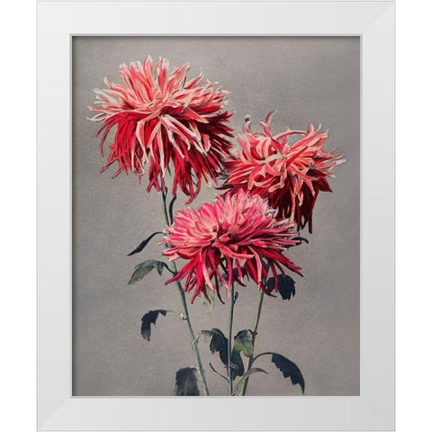 Asa dsuma bune White Modern Wood Framed Art Print by Kazumasa, Ogawa