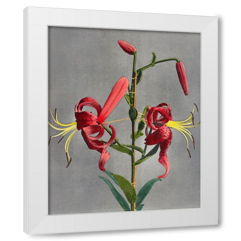 Lily VIII White Modern Wood Framed Art Print by Kazumasa, Ogawa