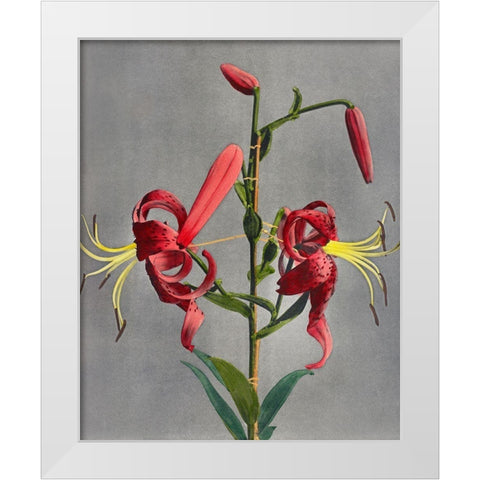 Lily VIII White Modern Wood Framed Art Print by Kazumasa, Ogawa