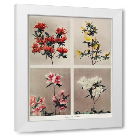 Group of Azaleas White Modern Wood Framed Art Print by Kazumasa, Ogawa