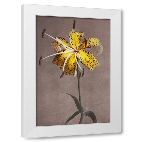 Lily XI White Modern Wood Framed Art Print by Kazumasa, Ogawa