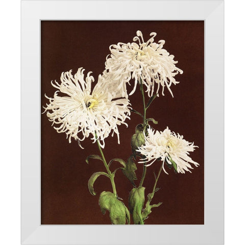 Chrysanthemum White Modern Wood Framed Art Print by Kazumasa, Ogawa