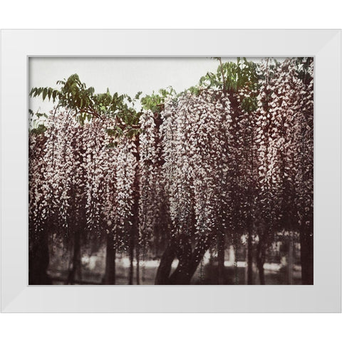 Wistaria Chinensis White Modern Wood Framed Art Print by Kazumasa, Ogawa