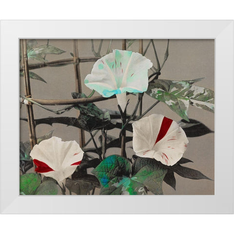 Morning Glory White Modern Wood Framed Art Print by Kazumasa, Ogawa