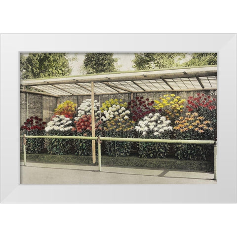 Chrysanthemum Garden White Modern Wood Framed Art Print by Kazumasa, Ogawa
