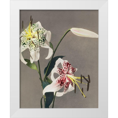 Lily XIII  White Modern Wood Framed Art Print by Kazumasa, Ogawa