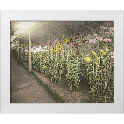 Chrysanthemum Garden II White Modern Wood Framed Art Print by Kazumasa, Ogawa