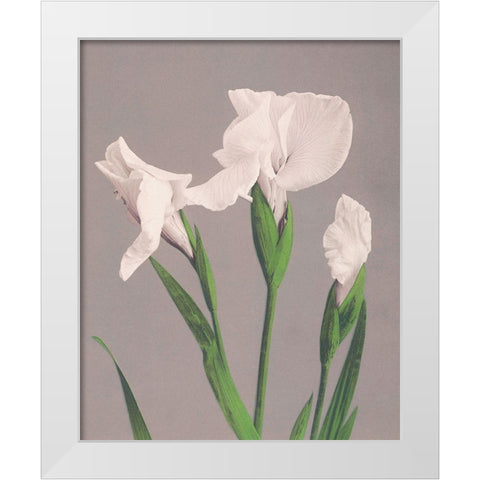 White Irises White Modern Wood Framed Art Print by Kazumasa, Ogawa