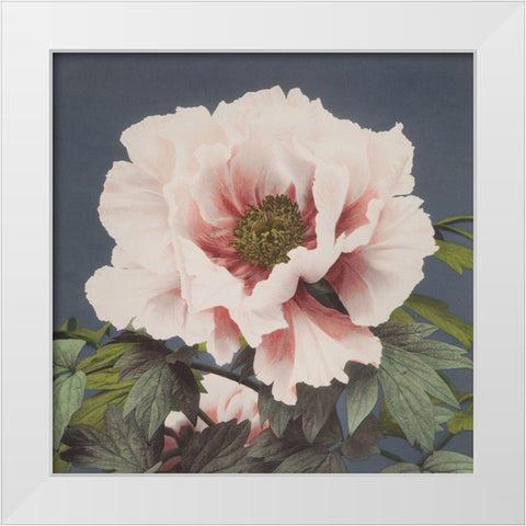 Pink Flower White Modern Wood Framed Art Print by Kazumasa, Ogawa