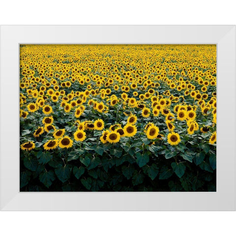 Sunflowers in a Wisconsin Field White Modern Wood Framed Art Print by Highsmith, Carol