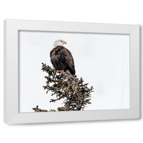 A Young Bald Eagle-Yellowstone National Park-Wyoming White Modern Wood Framed Art Print by Highsmith, Carol