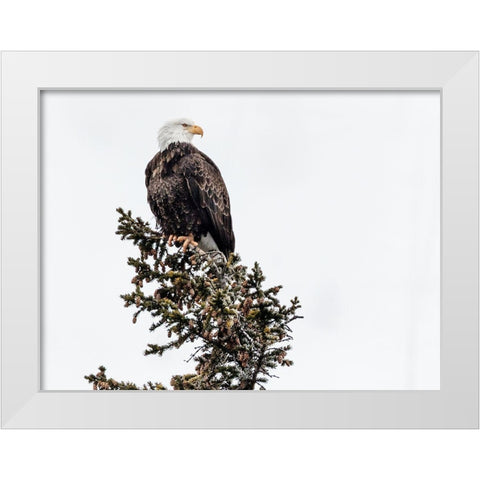 A Young Bald Eagle-Yellowstone National Park-Wyoming White Modern Wood Framed Art Print by Highsmith, Carol