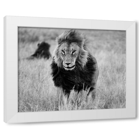 Lions in the Grass White Modern Wood Framed Art Print by Highsmith, Carol