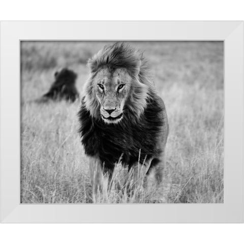 Lions in the Grass White Modern Wood Framed Art Print by Highsmith, Carol