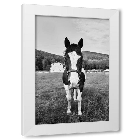 Painted Horse White Modern Wood Framed Art Print by Highsmith, Carol