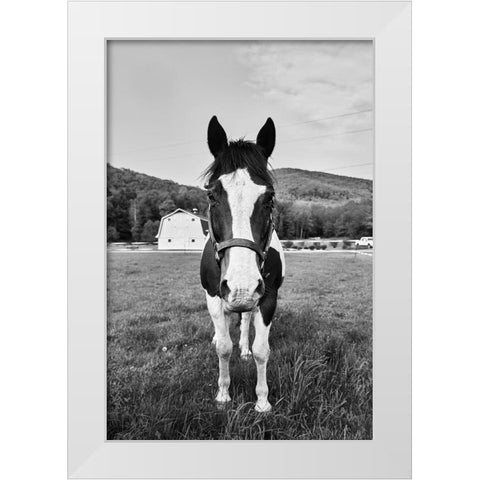 Painted Horse White Modern Wood Framed Art Print by Highsmith, Carol