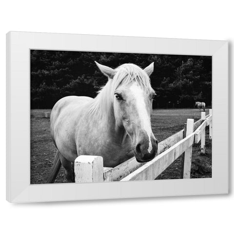Horse in Orick-California White Modern Wood Framed Art Print by Highsmith, Carol