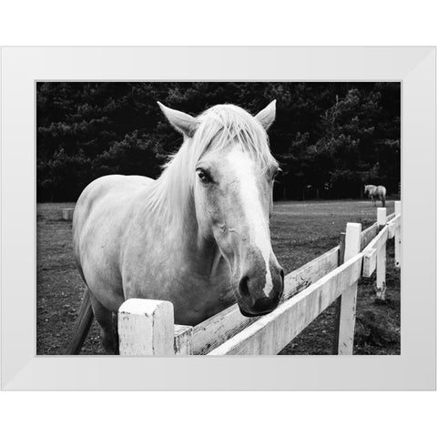 Horse in Orick-California White Modern Wood Framed Art Print by Highsmith, Carol