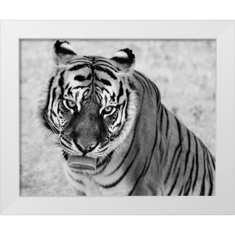 Tiger at the Wild Animal Sanctuary-Keenesburg-Colorado White Modern Wood Framed Art Print by Highsmith, Carol